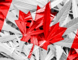 Canada’s ‘soft launch’ for recreational marijuana doesn’t concern industry