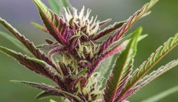 The Secrets of Colorful Cannabis Revealed: Here’s Why Some Strains Turn Purple