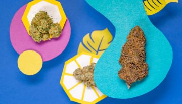 Counting Down the Top 5 Trending Cannabis Strains of 2018
