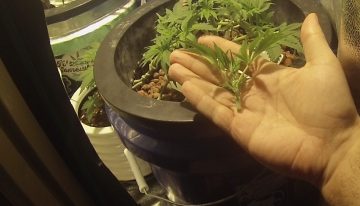 The benefits of ‘topping’ a Cannabis plant