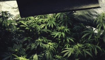 The Pros and Cons of using LEC lights to grow cannabis
