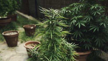 What to Consider Before Growing Cannabis at Home