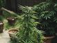 What to Consider Before Growing Cannabis at Home