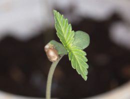 Shortage of legal marijuana seeds may delay Canadian home grows