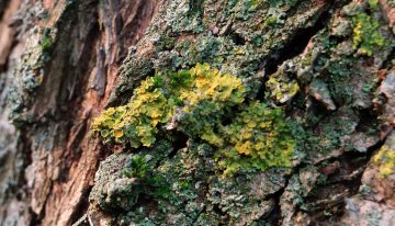 The Rare & Unusual Moss That Mimics Cannabis