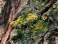 The Rare & Unusual Moss That Mimics Cannabis