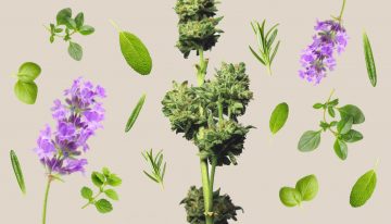 Herbal Blends: Herbs You Can Mix With Cannabis
