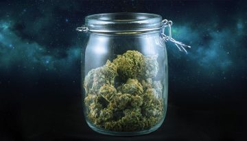 Highest THC Strains: What Are the Strongest Strains in 2019?